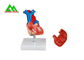 Plastic Menselijk Anatomisch Hartmodel Levensgroot voor Medische Studenten leverancier